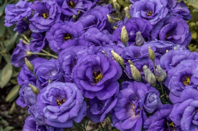 Эустома - фото