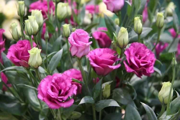 Эустома - фото