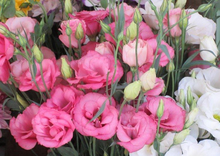 Эустома - фото