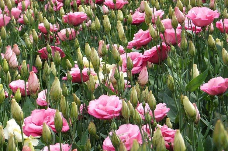 Эустома - фото