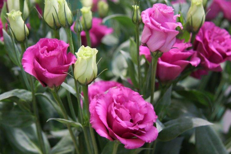 Эустома - фото