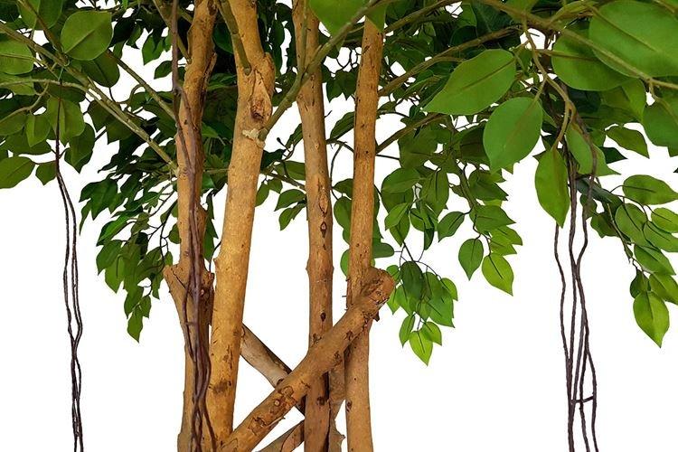 Фикус Бенджамина «Экзотика»