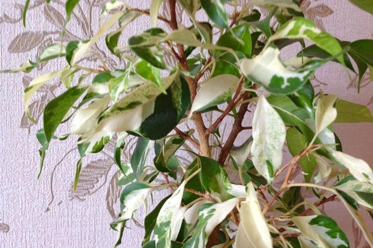 Фикус Бенджамина «Керли»