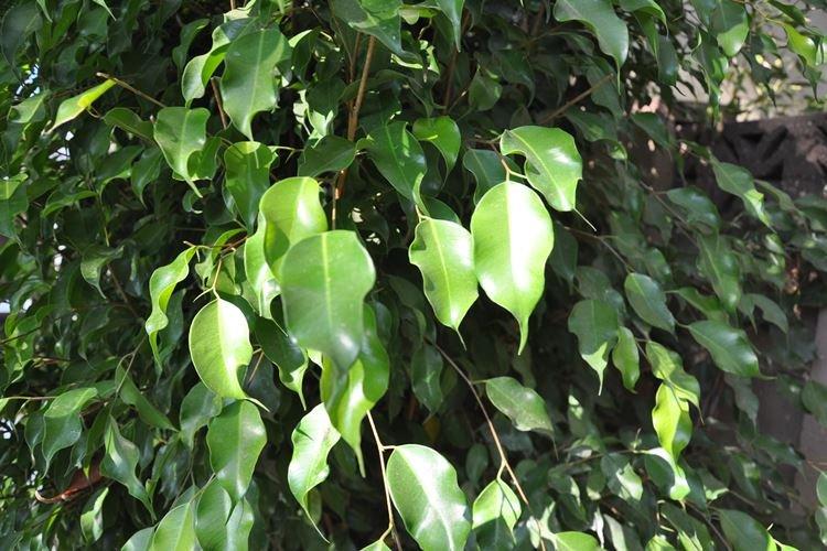 Фикус Бенджамина - фото