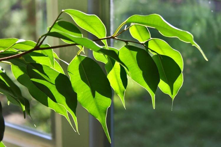 Фикус Бенджамина - фото