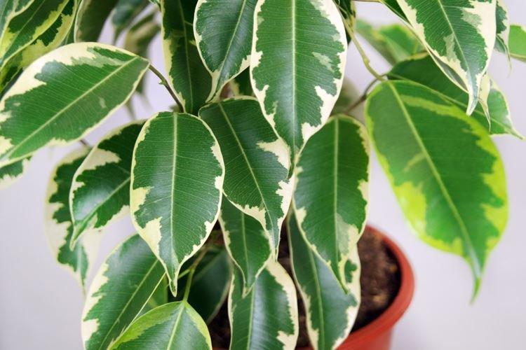 Фикус Бенджамина - фото