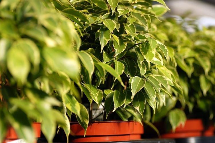 Фикус Бенджамина - фото