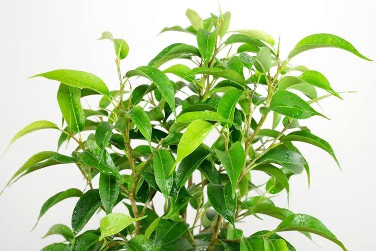 Фикус Бенджамина - фото