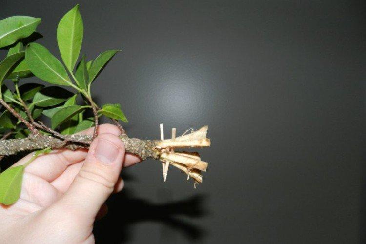 Размножение фикуса Бенджамина в домашних условиях