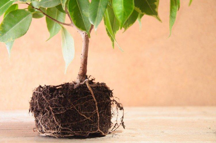 Пересадка - Фикус Бенджамина уход в домашних условиях