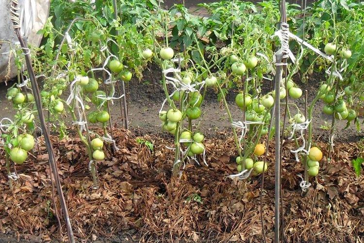 Мульчирование - Народные средства от фитофторы на помидорах
