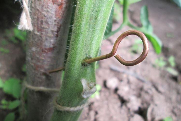 Медная проволока - Народные средства от фитофторы на помидорах