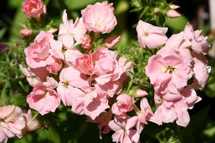 Махровые флоксы