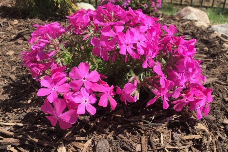 Температура и освещение - Уход за флоксами