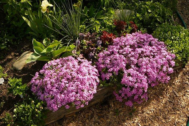 Почва - Уход за флоксами