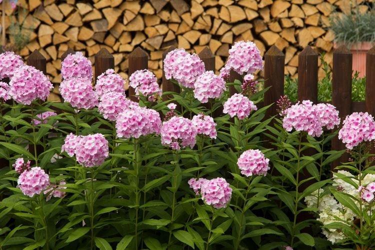 Флоксы - фото