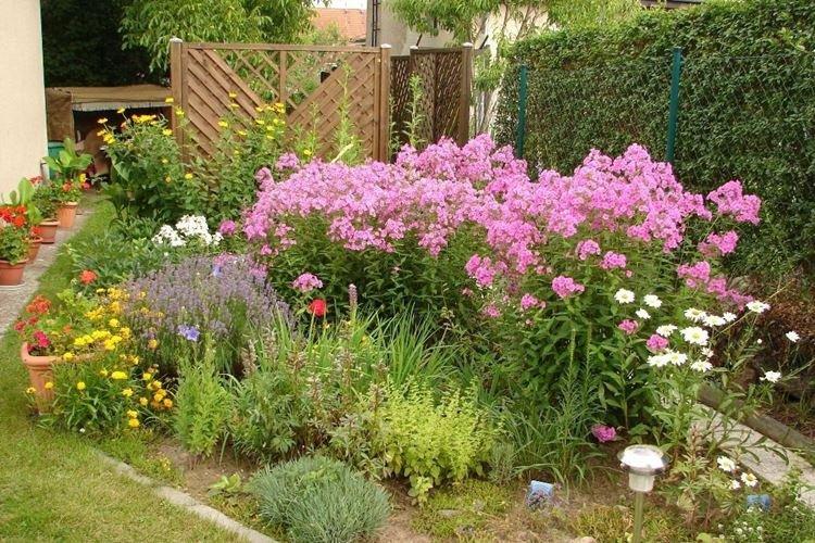 Флоксы - фото