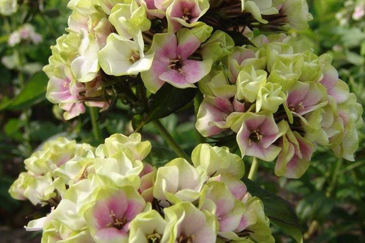 Флоксы - фото