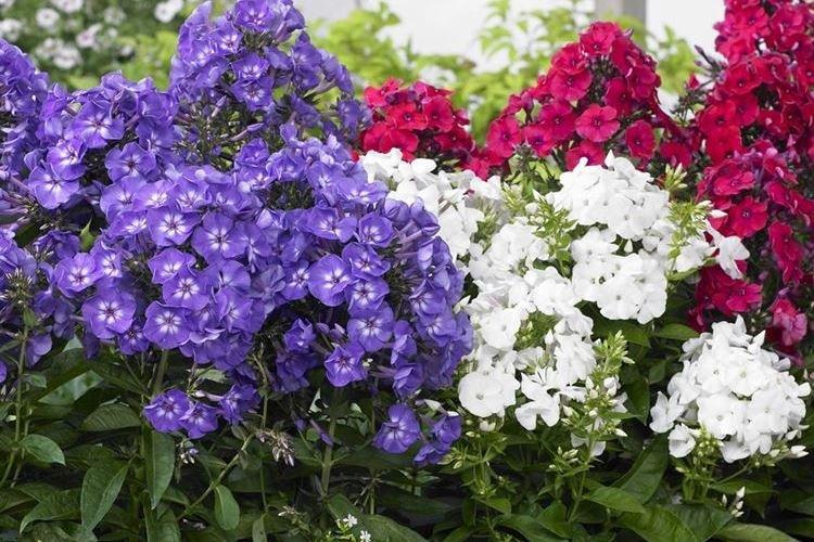 Флоксы - фото