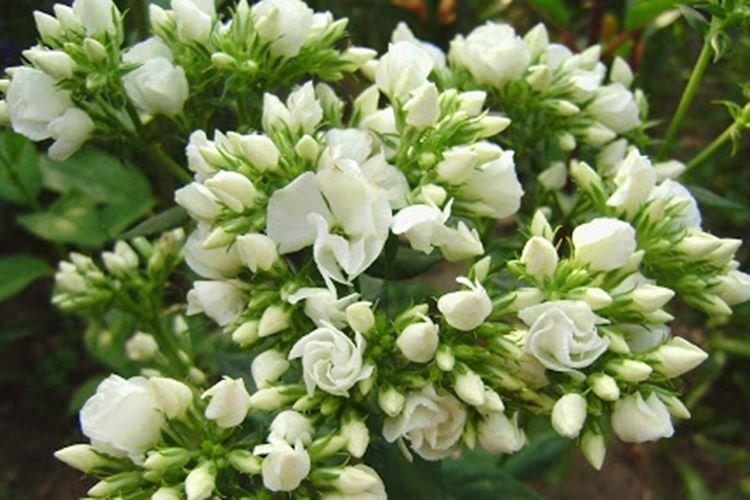 Флоксы - фото