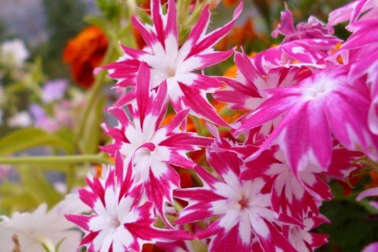 Флоксы - фото