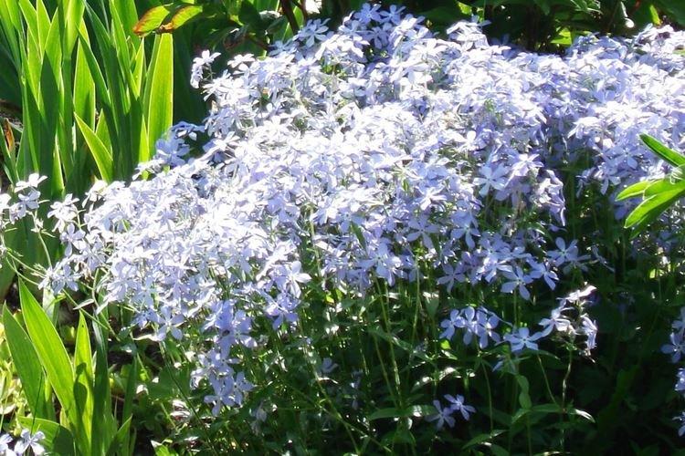 Флоксы - фото