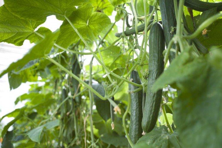 Апрельский