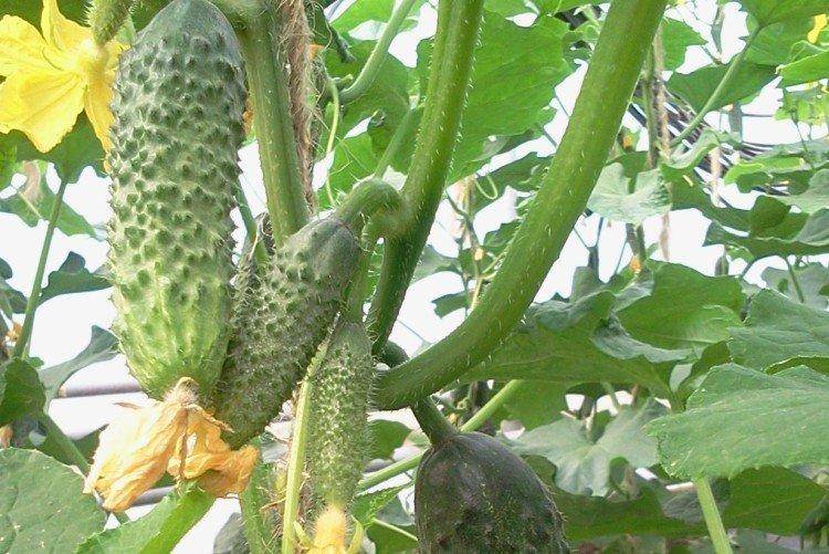 Мадагаскар