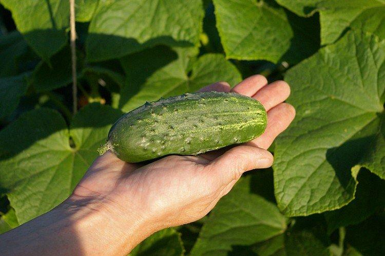 Журавленок