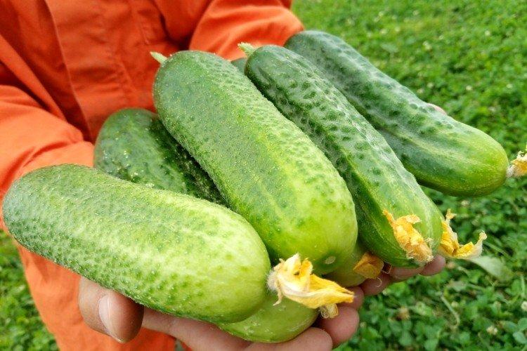 Победитель