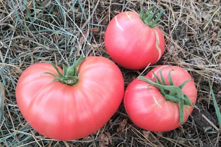 Малиновый гигант