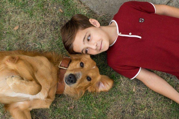 Собачья жизнь (2017)