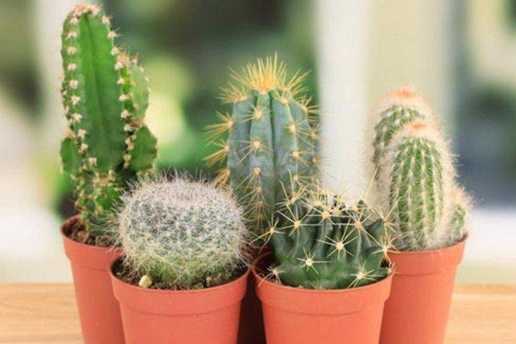 Притенение кактуса