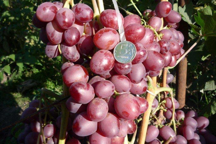 Запорожский