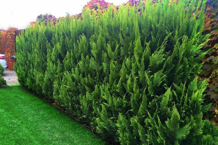 Кипарисовик Лоусона