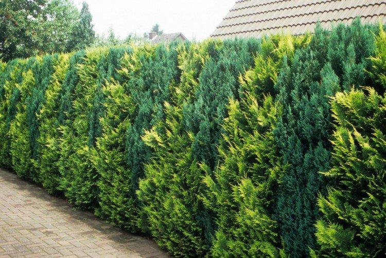 Можжевельник