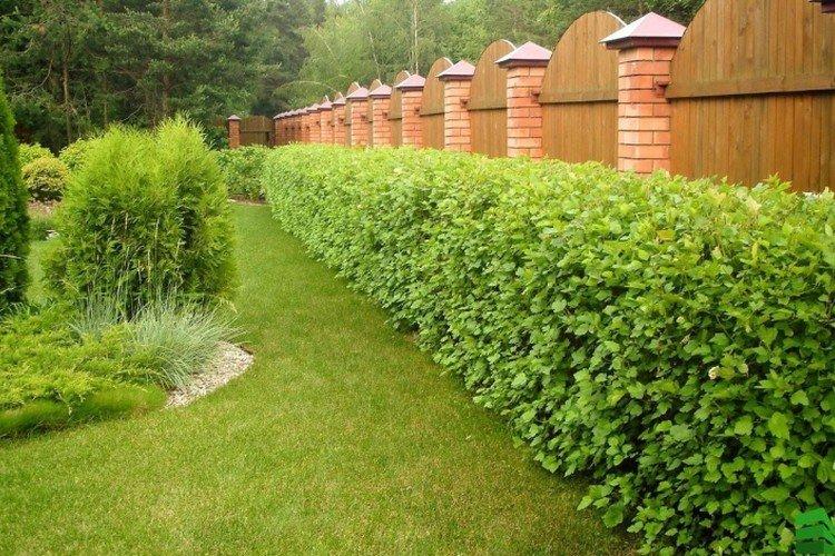 Пузыреплодник калинолистный