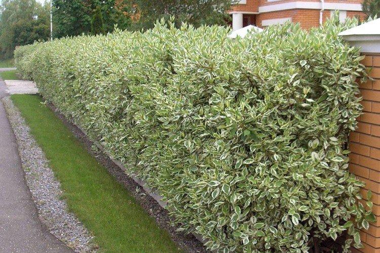 Дерен белый