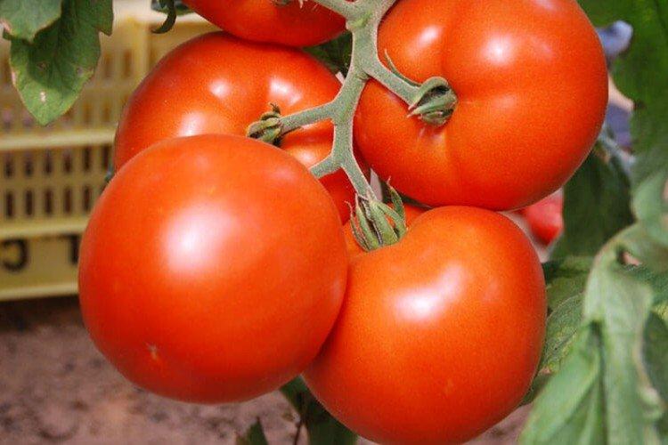 Балтийский