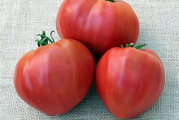 Воловье сердце