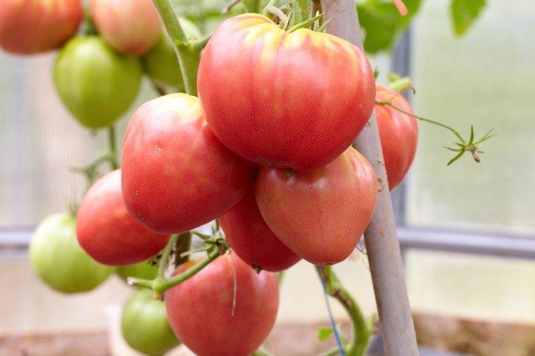 Бычье сердце розовое