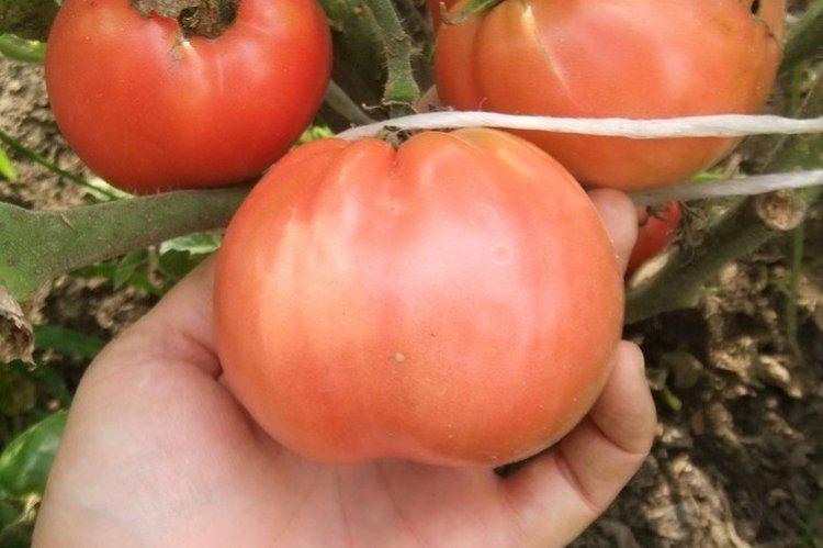 Супер-клуша