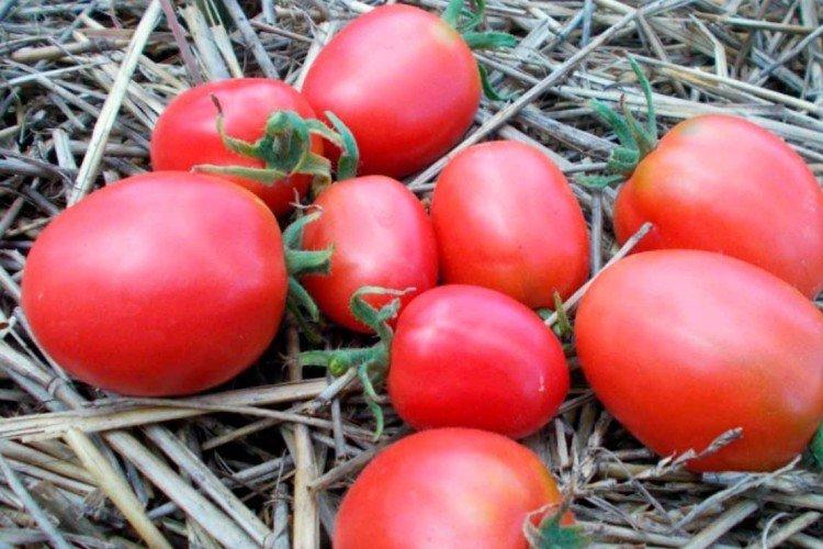 Де Барао розовый