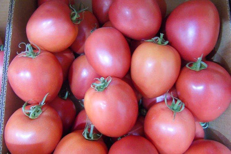 Новичок розовый