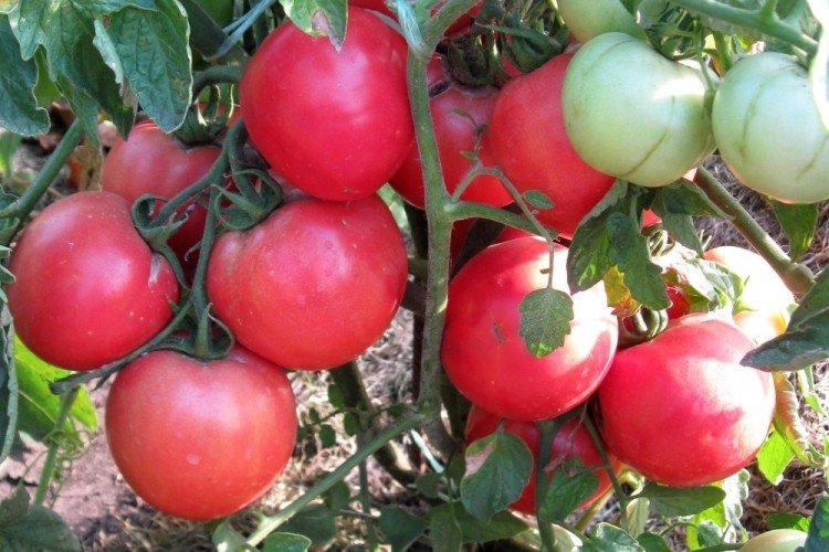 Видимо-невидимо