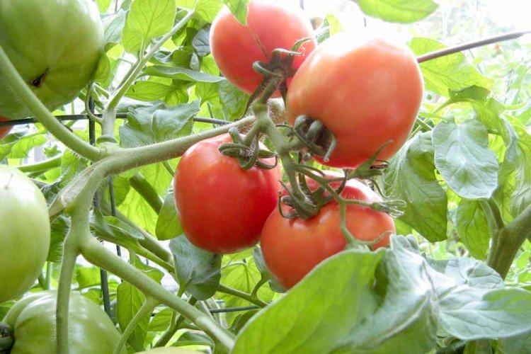 Тяжеловес Сибири