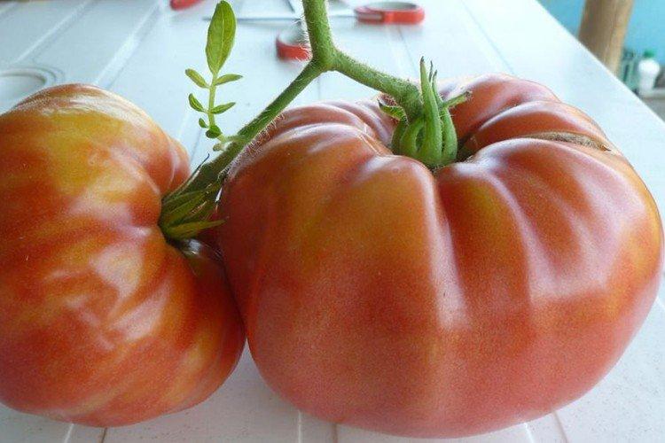 Бугай розовый