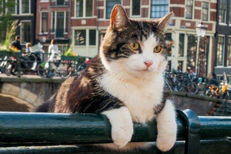 Город глазами кота (2018)