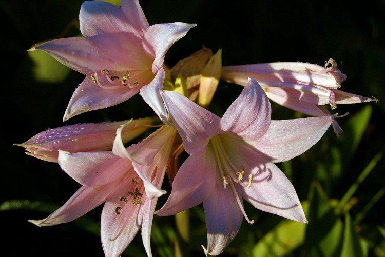 Амаркринум