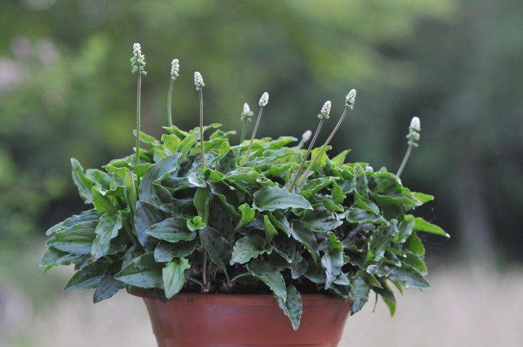 Дримиопсис